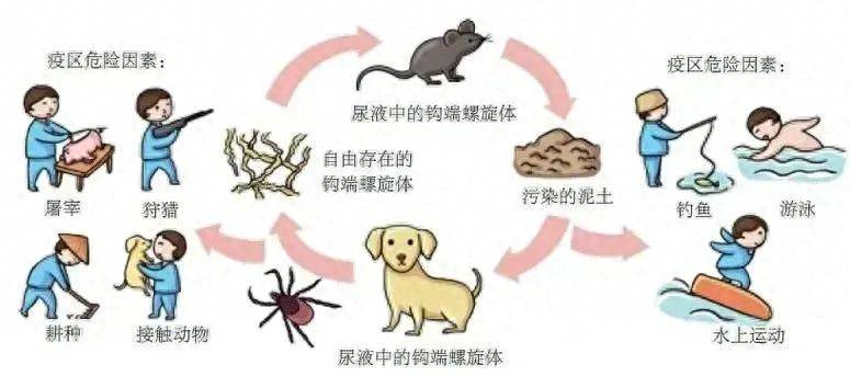 皇冠皇冠平台
_致死率高达70%皇冠皇冠平台
，雨季高发，警惕危险的“鼠尿病”