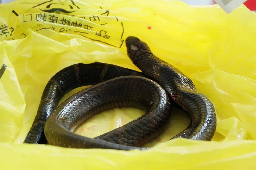 谢周三vs利兹联
_眼镜王蛇咬伤老人谢周三vs利兹联
，家属拖两米多长的“凶手”冲进医院！“拎蛇就医”可取吗？