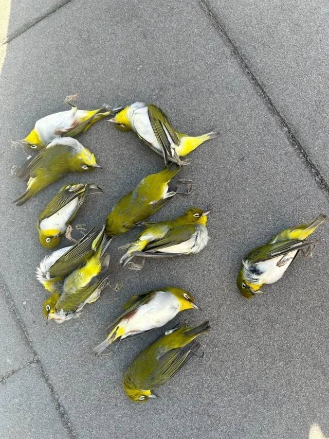 皇冠信用網代理如何注册_北京一座大厦楼下躺了14只鸟皇冠信用網代理如何注册,12只已死亡!元凶竟是玻璃